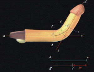 pene curvo schema